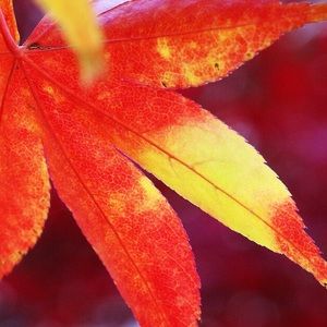 Meet your Posher, Rose